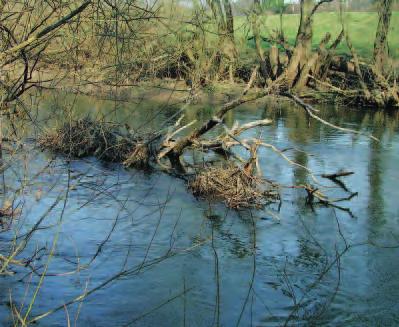 Úvod V znam PoÏadavky Omezení VyuÏití Vodní tok: Pegnitz Pfiirozenû vznikající mrtvé dfievo ve stfiedofrancké fiíãce Pegnitz u Behringersdorfu.