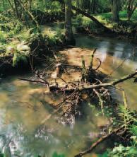 de/ wwa-ab/) Divoká pfiíroda na dolnofranckém Gabelbachu, pfiítoku fieky Mud u Kirchzellu.
