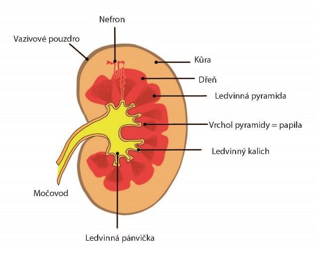 FIAKI = Fluid-induced acute kidney injury podává