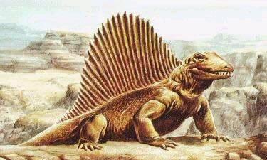 XII. Synapsida: Mammalia Synapsida Dimetrodon Pelycosauria ( ) Therapsida Theriodontia ( ) Cynodontia ( ) Tritylodontidae ( )? Trithelodontidae ( )?