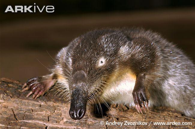 Cetartiodactyla Perissodactyla Pholidota Carnivora Talpidae (krtkovití,