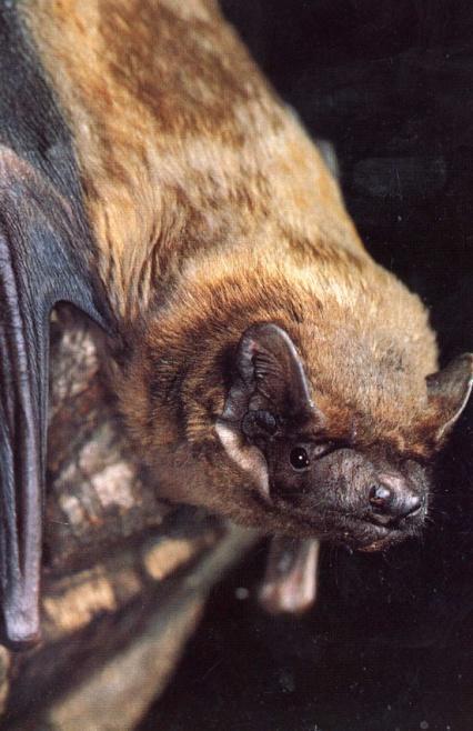 eocénu Eulipotyphla Chiroptera Cetartiodactyla Perissodactyla Pholidota