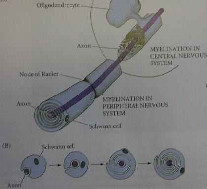 oligosynaptická