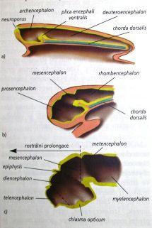 Mozek - embryogenese " (1)