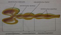 rhombencephalon: myelencephalon +