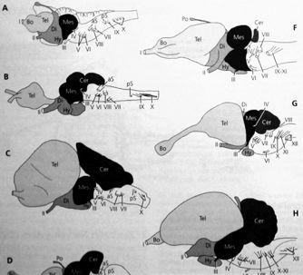 occulomotorius, 4 trochlearis, 6 abducens " míšní: 12 hypoglossus (Amniota) Mozek a mozkové nervy Craniata Rejnok pták