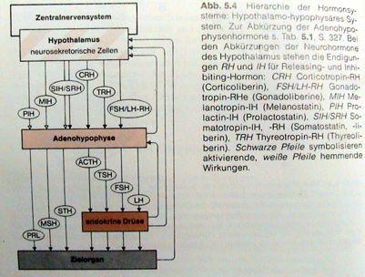 Kůže (integument) - epidermis a dermis " vícevrstevná pokožka: " interakce ektodermu, mesodermu a mesenchymu neurální lišty " kožní deriváty - " kolagen,