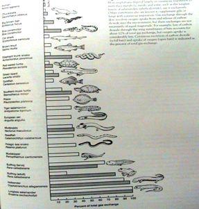 Objem kožního dýchání u r zných obratlovc : Bílé sloupce p íjem O2 Šedé výdej CO2