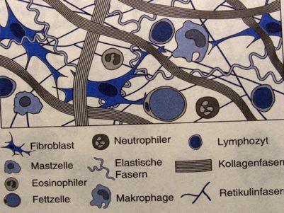 chrupavka, dentin, email, enameloid-cement