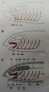 (hlavový mesoderm), trabeculy " viscerální endoskelet - žaberní oblouky (z neurální lišty) " apendikulární endoskelet (z laterální destičky) Diferenciace viscerocrania z kostry aberních