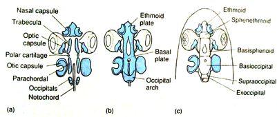 Embryonegenese primárního (chrupav itého) neurocrania