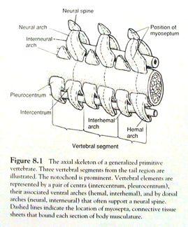 (neuroheamo- ): na segmetárních septech (myoseptech) t la obratl : pleurocentra intercentra intersegmentární