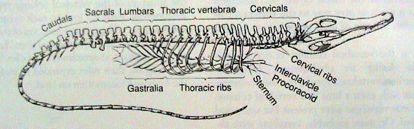 Heterocerkní Difycerkní Tagmatisace páteře Tetrapod " krční (cervikální) " hrudní (thorakální) " bederní (lumbální) " křížové