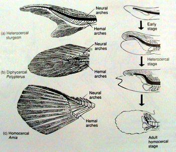 Gnathostomata endoskelet (chrupav itý) kon etinového pupenu, hrudní kon etina - pletenec fixován do dermatokrania -