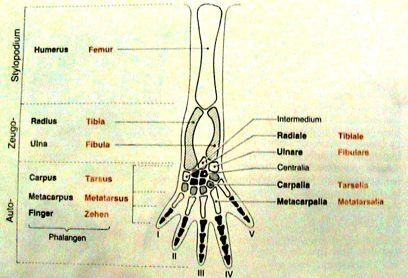 Chiropterygium Tetrapoda: basipodium (pletenec), stylo-, zeugoautopodium Svalová soustava " metamerní segmentace (myomery, myosepta W) vs kožní svaly a viscerální svalovina " svaly příčně
