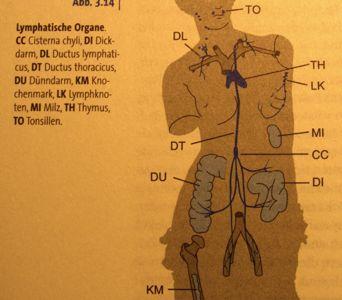 Lymfatický a imunitní systém " U všech s výjimkou Myxini: thymická potence branchiální oblasti a diferenciace specialisovaných orgánů imunitiního systému (hlavní: thymus, bursa