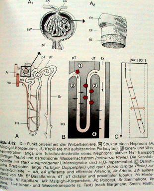 Exkreční systém " glomerulální ledvina: glomerulus + Bowmanův váček (Malphigiho tělísko) + proximální a distální kanálek (tubulus), primární