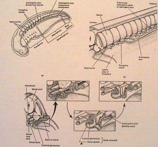 močovod - urether (z kloaky) Malpighiho (renální) t lísko s glomerulem + prox.,dist.