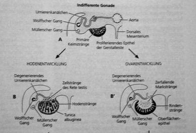 estrogeny - omezuje buň cyklus (ovarium)- vajíčka, medula (de-diferenciací nefrotomu): testosteron - intensifikace buň.