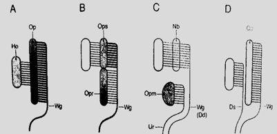 sexualis Opm-metanefros