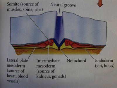 chordomesoderm, somity!