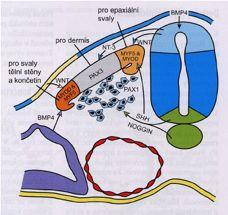 neurální lišty diferenciace