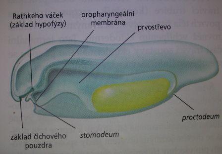 (nesegmentován - laterální destička )- splanchnopleura, somatopleura " srdce + cévy " diferenciace splanchnického mesodermu, mesenterium " Intermediární