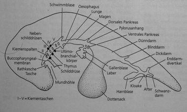 Embryonální diferenciace gastrocoelu / endodermu Orgánové systémy