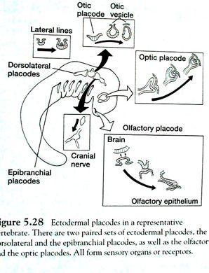 Embryogenese smyslových orgán plakody: ektodermální invaginace +