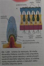 statocysta (otolity, otoconie),