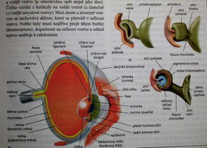 komorové oko Synapomorfie všech Craniata: "