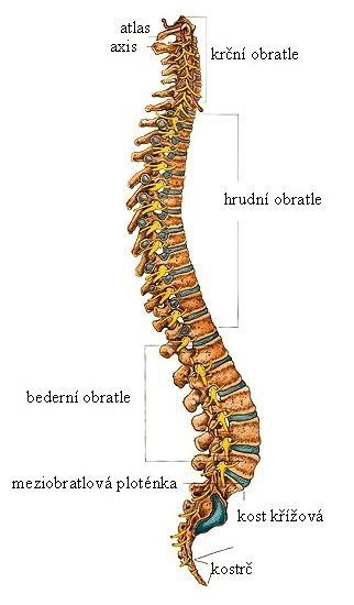 PŘÍLOHY Příloha 1: Páteř Zdroj: www.