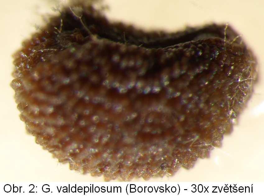 Spolehlivým znakem odlišujícím tyto dva druhy je povrch merikarpií za zralosti plodů (ŠTĚPÁNKOVÁ 2000). Galium valdepilosum má na povrchu semena s kuželovitými hrbolky, naproti tomu u G.