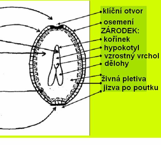 Mnohobuněčné