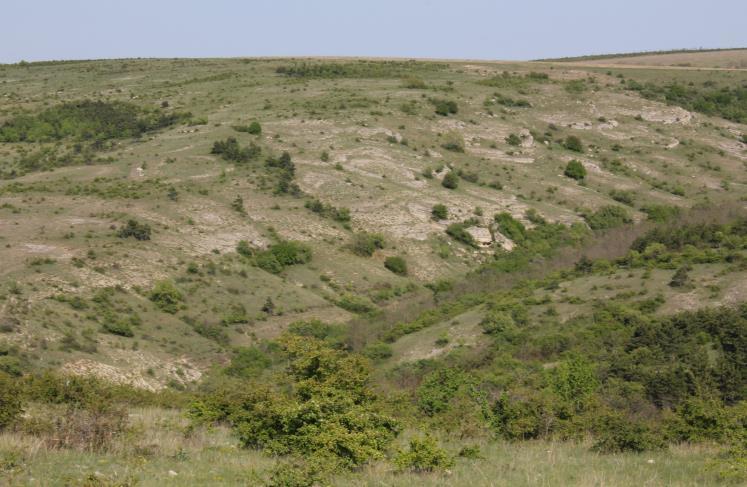 mikrohabitatu Opět bazální jižní