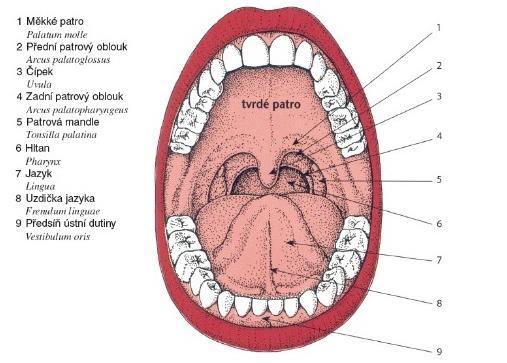 TEORETICKÁ ČÁST 1 Vlastní dutina ústní Dutinu ústní ohraničují zubní oblouky a dásňové výběžky. Strop dutiny ústní je tvořen z tvrdého a měkkého patra 1.
