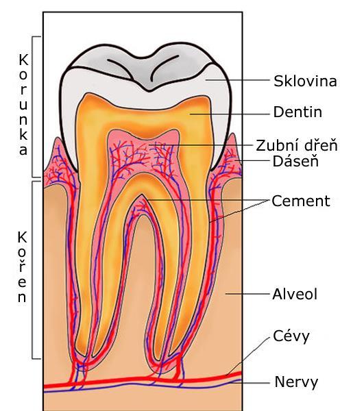 2 Zub Zub 7 je fylogeneticky velmi starý útvar ústní dutiny. Zuby jsou nástrojem, který slouží k uchopování, oddělování a rozmělňování potravy.