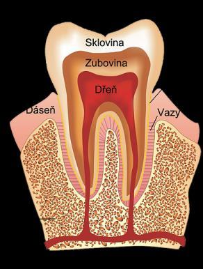 3 Parodont - závěsný aparát zubu Název parodont je odvozený od řeckých slov para = vedle, okolo a odontos = zub.