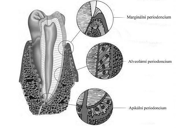 Mezi buněčným složením periodoncia převládají fibroblasty, které zde jsou zodpovědné za zvýšenou produkci kolagenu.