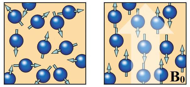 Lidské tělo je z největší části sloţeno ze čtyř základních stavebních kamenů a to z atomů vodíku, kyslíku, uhlíku a dusíku.