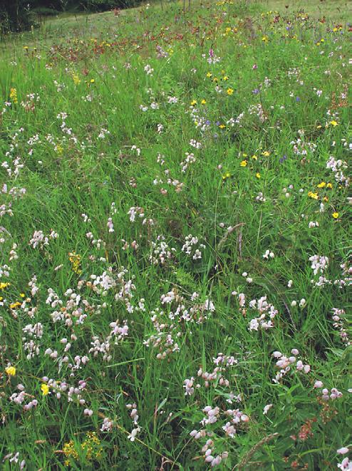 Geranium sylvaticum, Hieracium laevigatum, Hypericum maculatum, Leontodon hispidus, Luzula campestris agg., L. luzuloides, Nardus stricta, Phyteuma spicatum, Plantago lanceolata, Poa chaixii, Potentilla aurea, P.