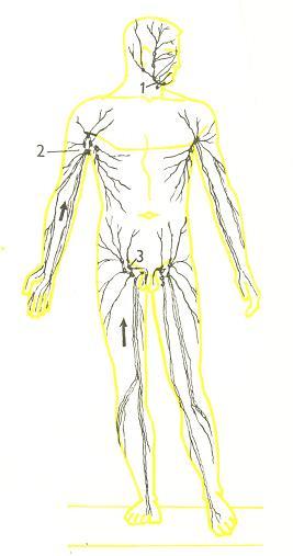 Obr. 2 - Přehled hlavních regionálních uzlin těla 1 nodi lymphaticus submandibulares 2 nodi lymphaticus axillares 3 nodi lymphaticus inguinales Zdroj Kott, O. Přednášky 2017.