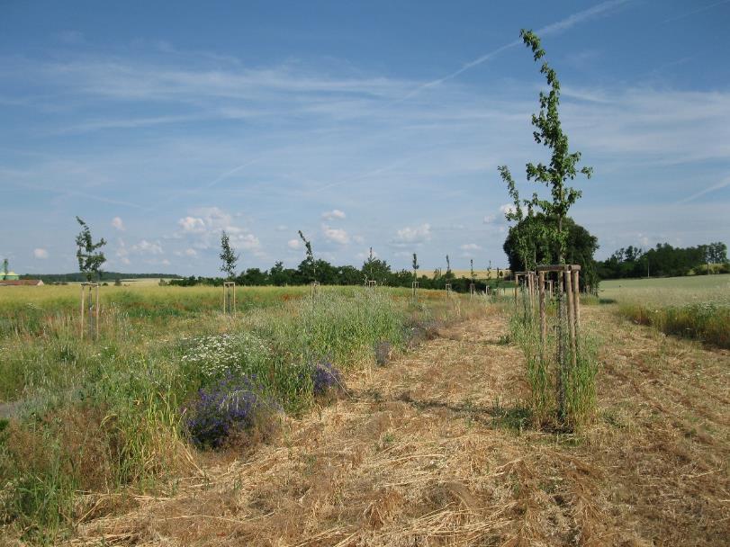 Klimagreen/Klimatická zeleň