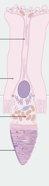 Čípky = Neuron coniferum čípek = conus retinae synaptická nožka (pes