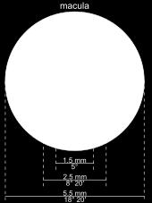 5,5 mm široká žlutý pigment (lutein,