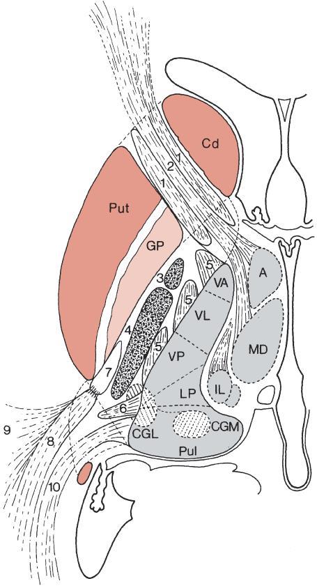 fasciculus anterior = dolní (Meyerova- Archimbaultova) klička tvoří oblouk kolem