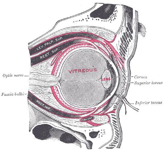 Vazivové ústrojí Apparatus ligamentosus periorbita vagina bulbi (= capsula Tenoni)