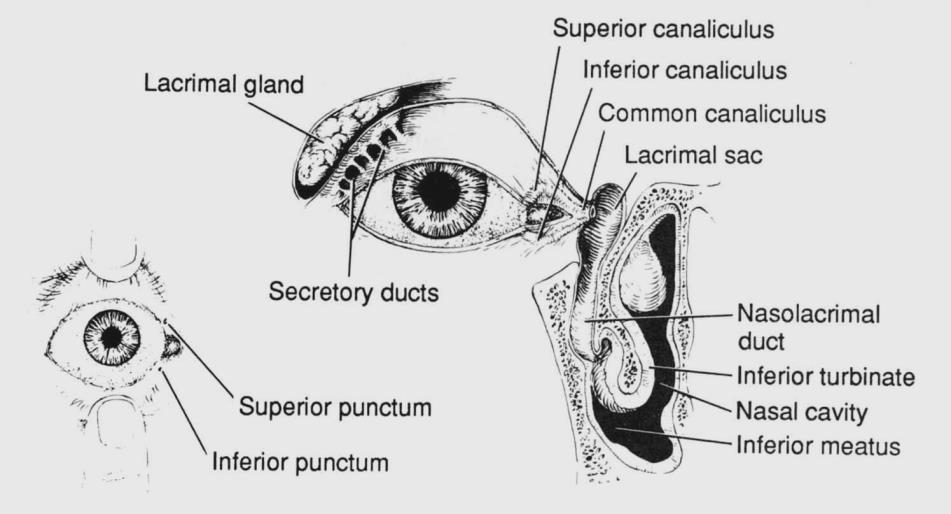Slzné ústrojí = Apparatus lacrimalis glandula lacrimalis pars orbitalis + palpebralis 12 15 samostatných ductus excretorii glandulae lacrimales accessoriae Krausei rivus lacrimalis lacus, papilla,