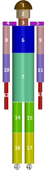 Model byl implementován do Matlabu jako 19-segmentový model: 1_Head, 2_Face, 3_Neck, 4,5_Shoulders, 6_Thorax, 7_Abdomen, 8-11_Arms, 12,13_Hands, 14-17_Legs, 18-19_Feet dohromady s 49 sektory.