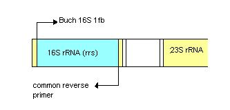 Obr. 3 Grafické znázornění amplifikovaných úseků společně s použitými primery (modře jsou vyznačeny naamplifikované úseky, žlutě kódující oblasti, dvojitou čarou jsou ohraničeny nekódující oblasti) 3.